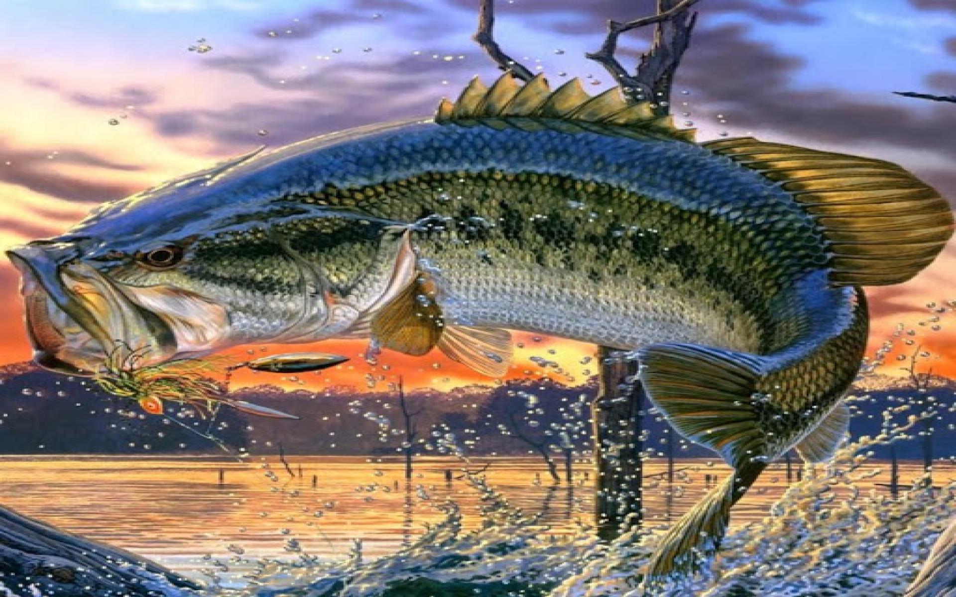 1920x1200 Largemouth Bass Fishing Wallpaper T4hg9sj Fishing Screen Saver Wallpaper & Background Download