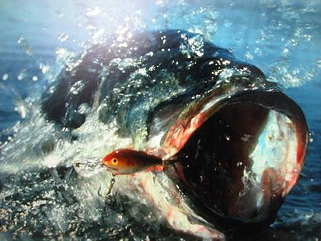 1024x768 Bass Fishing Wallpaper Background