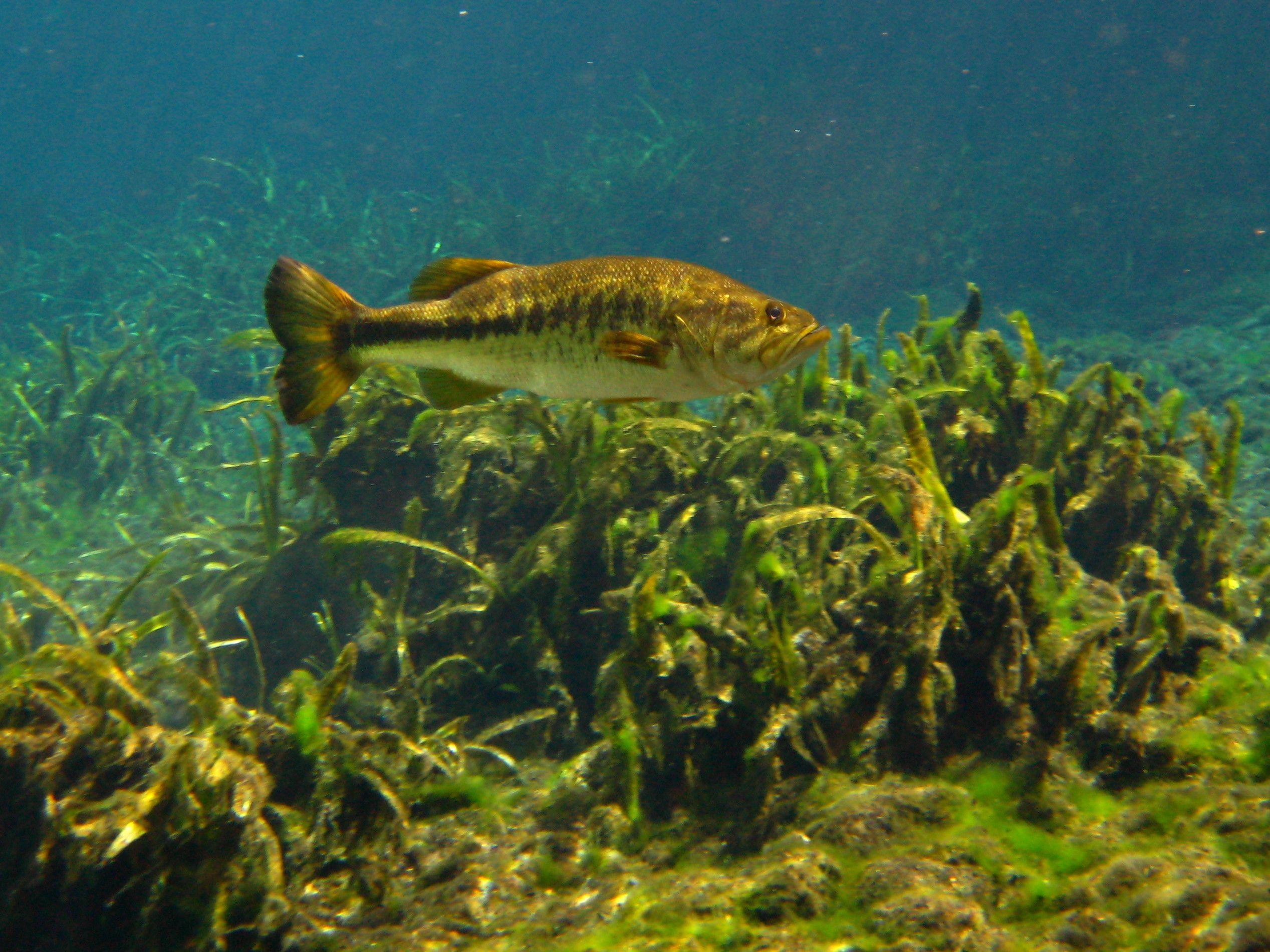 2535x1901 Bass Fishing Wallpaper HD Wallpaper & Background Download