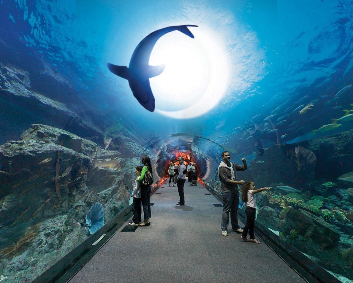 1150x921 Dubai Mall Aquarium HD Wallpaper