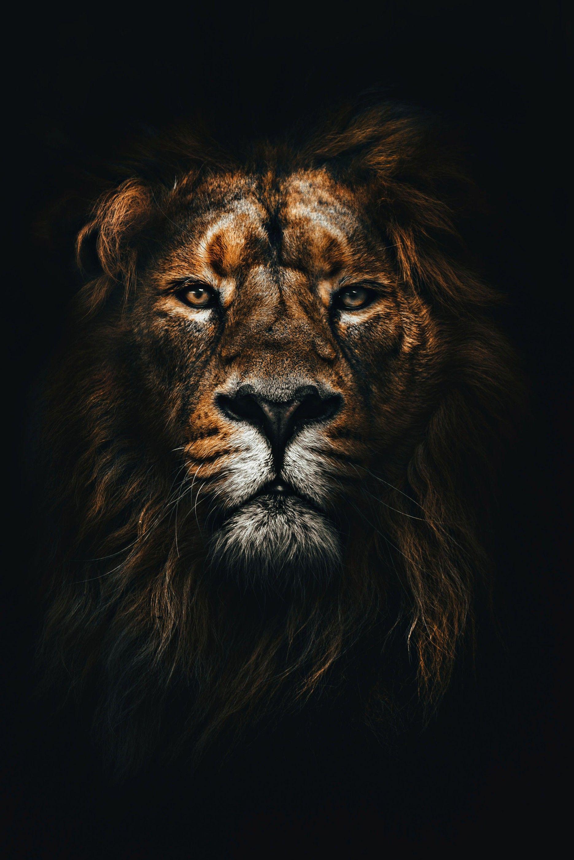 1870x2802 Dark blue : Dark Lion Wallpaper HD