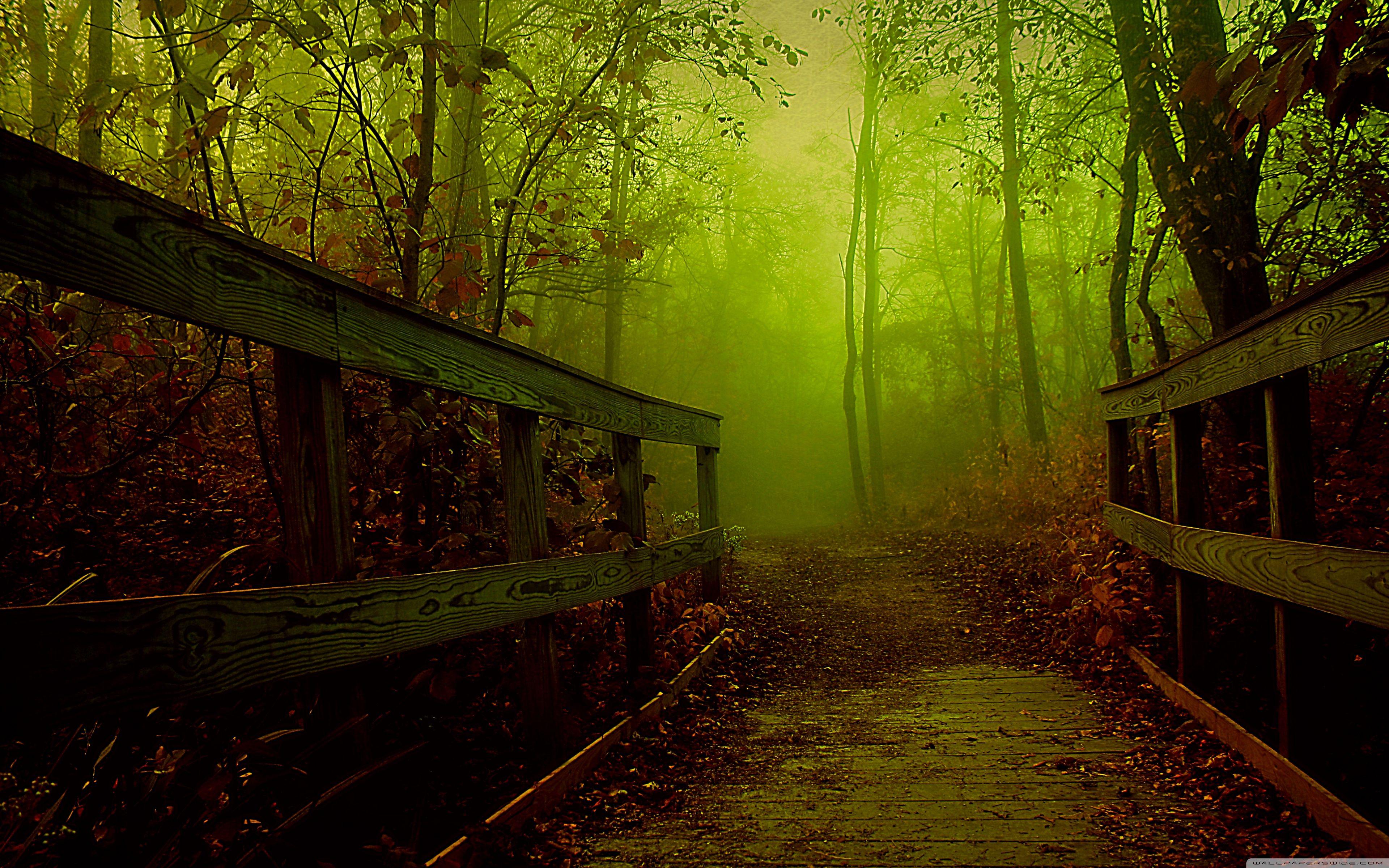3840x2400 Forest Bridge Wallpaper Full HD