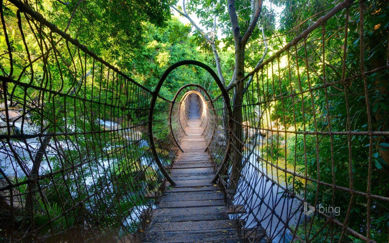 Jungle Bridge Wallpapers Top Free Jungle Bridge Backgrounds
