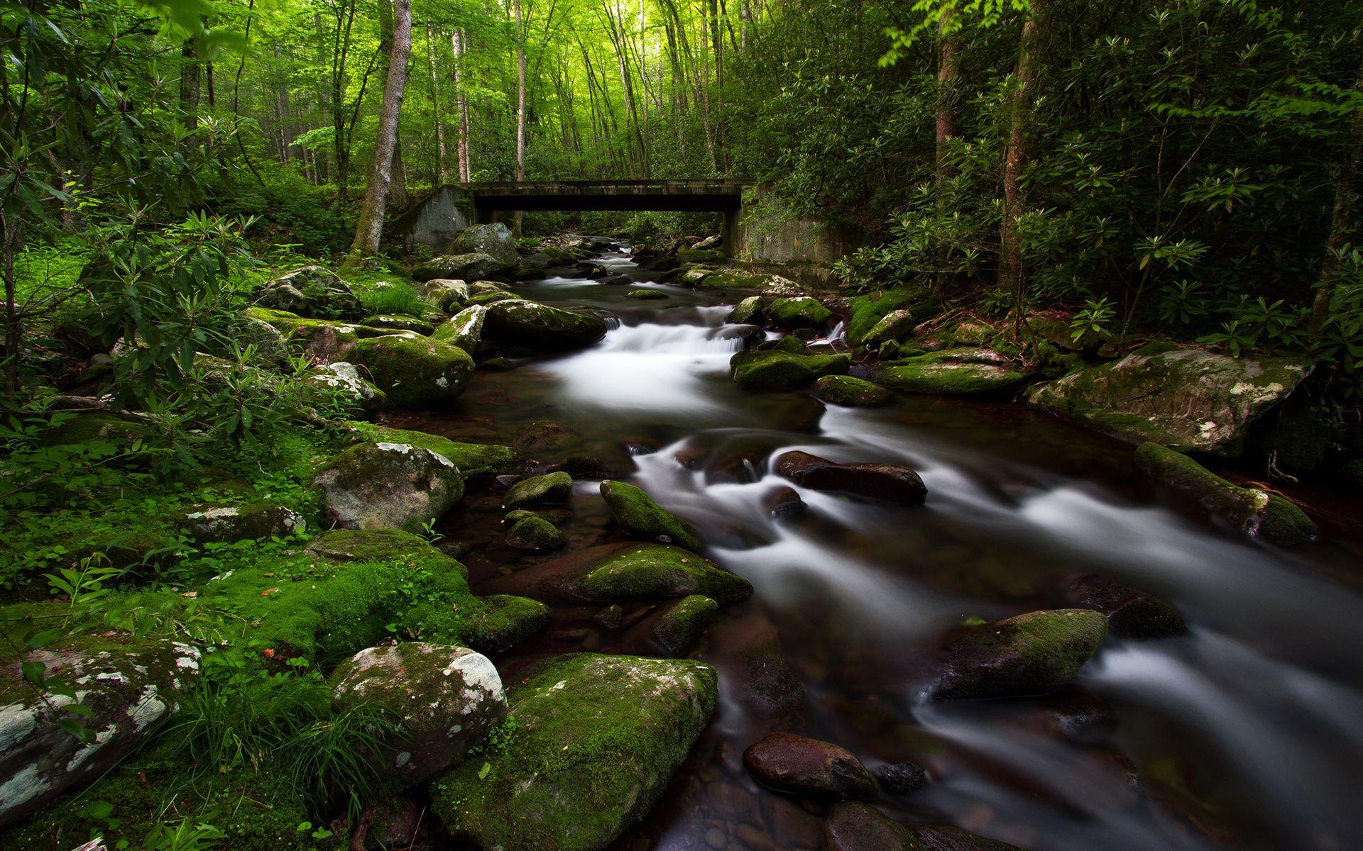 1920x1200 Forest Trees Green Stream Bridge Jungle Rocks Stones Moss wallpaperx1200