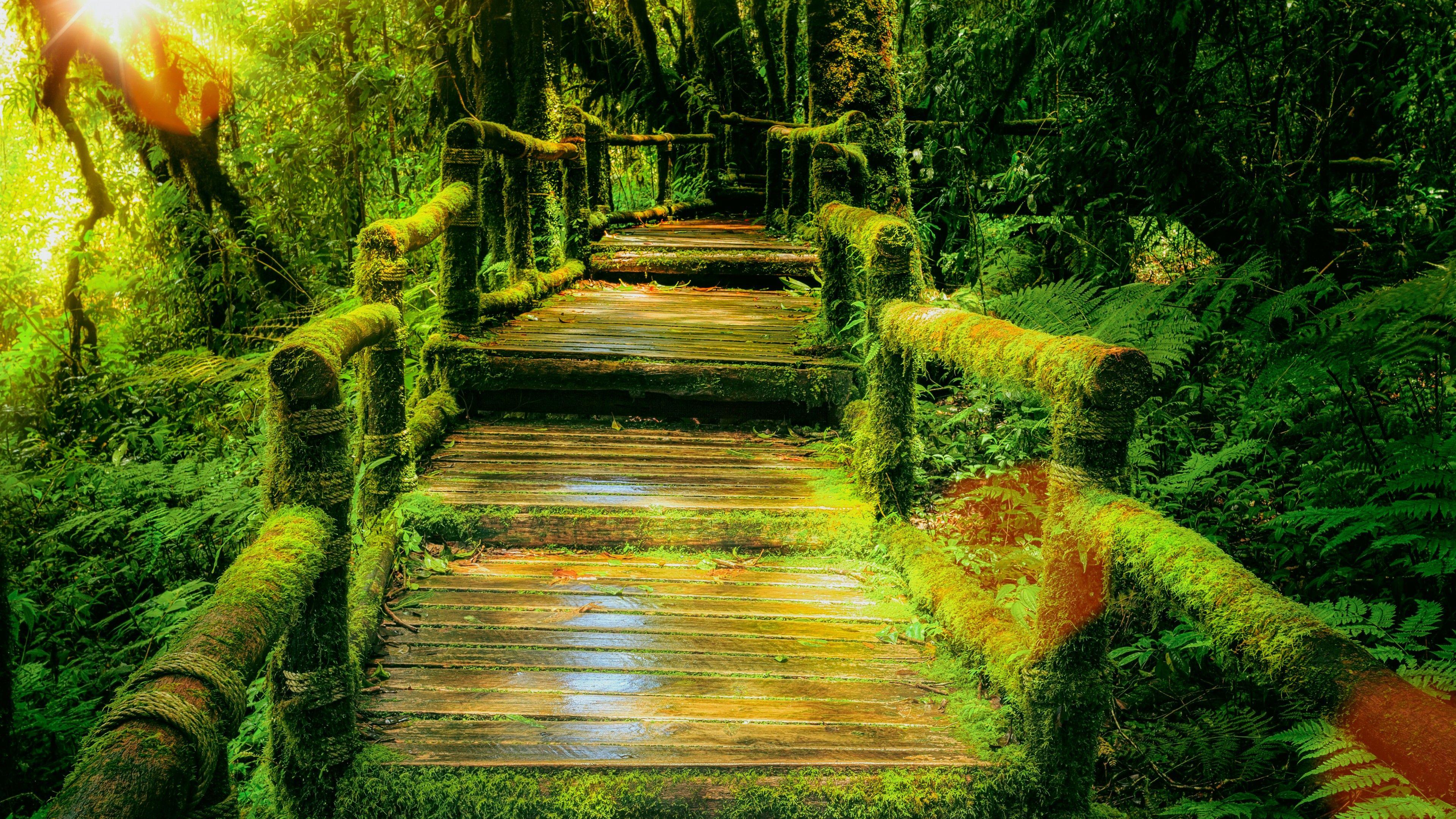 3840x2160 Wooden bridge 4K Wallpaper, Rainforest, Green, Wild, Sunlight, 5K, Nature