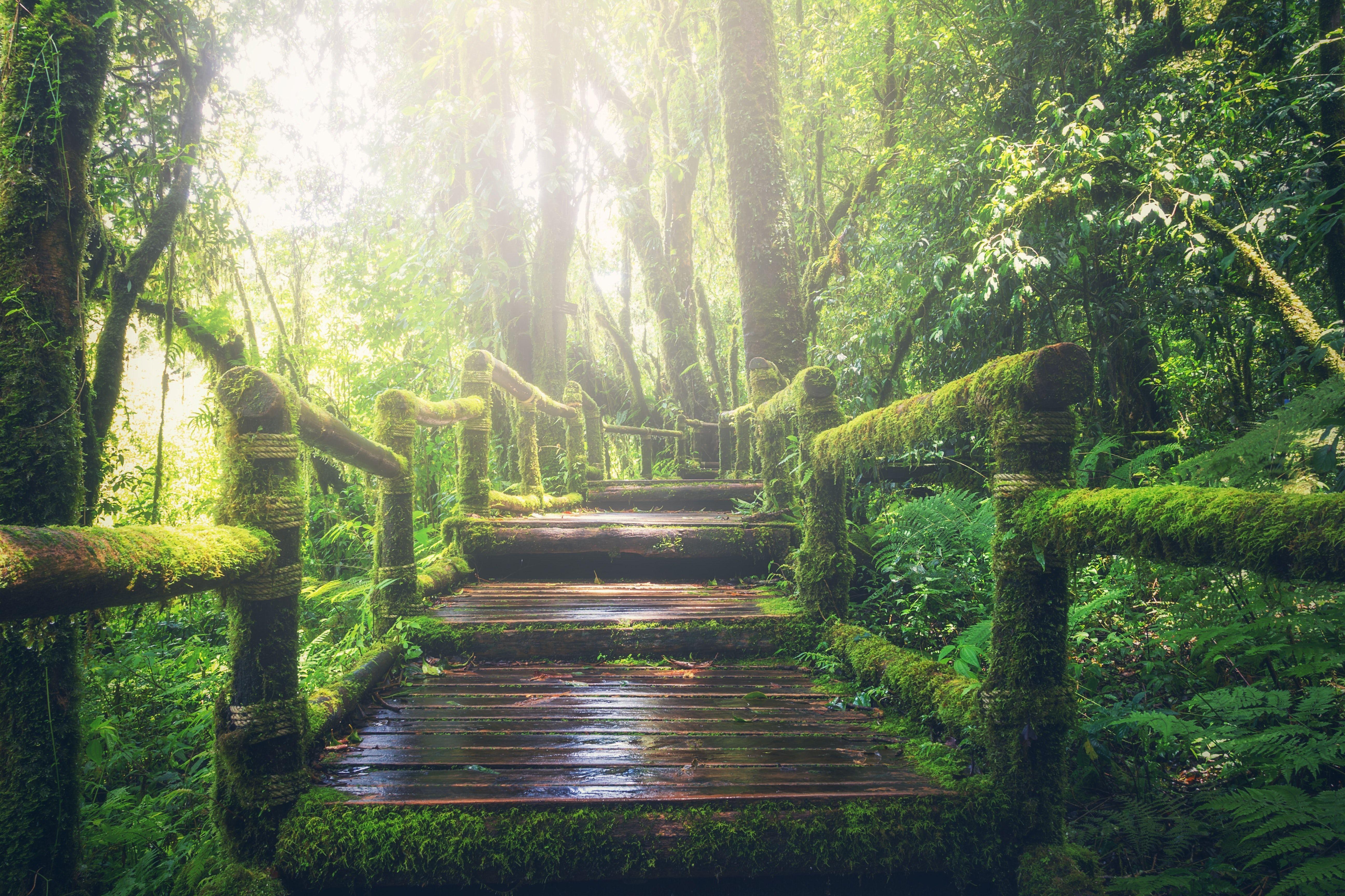 5184x3456 Wooden Bridge on Rainforest · Free