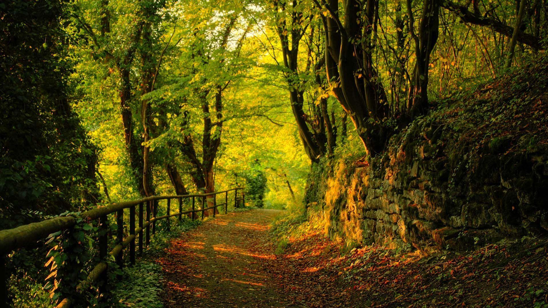 1920x1080 Old Bridge In Jungle. HD Nature Wallpaper for Mobile and Desktop