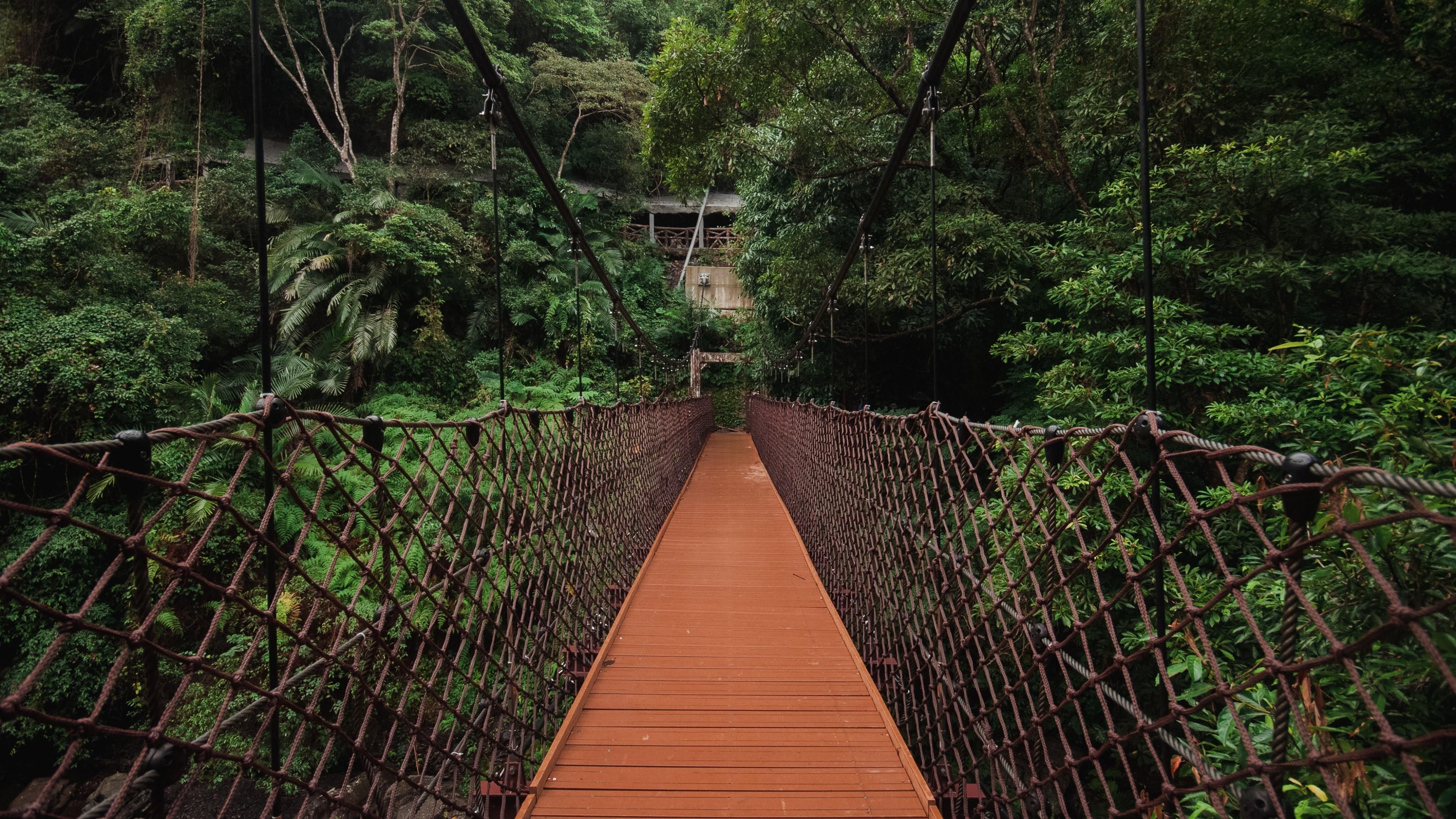 Jungle Bridge Wallpapers Top Free Jungle Bridge Backgrounds