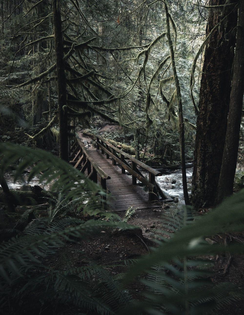1000x1294 Forest Bridge Picture. Download Free Image