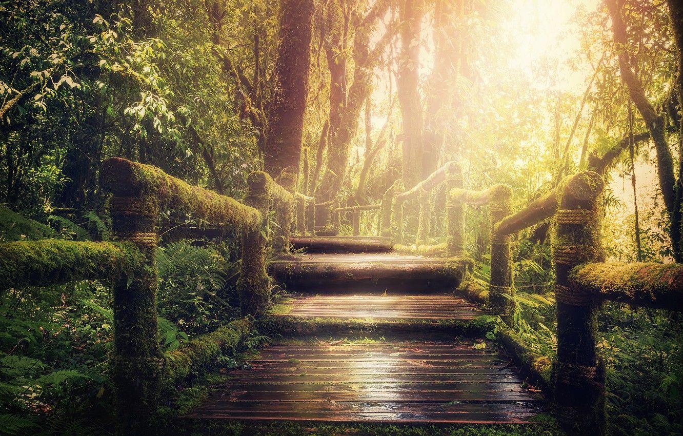 1332x850 Wallpaper leaves, light, trees, branches, bridge, thickets, moss, jungle, the fence, the bridge image for desktop, section пейзажи