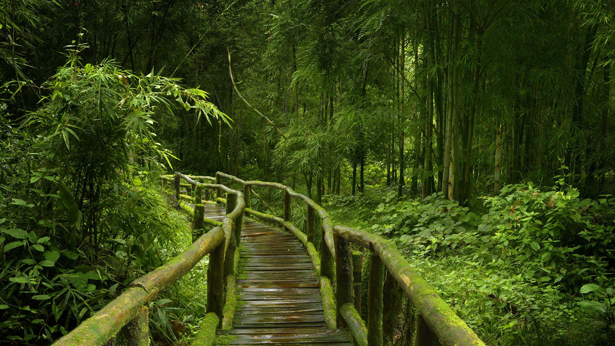 Jungle Bridge Wallpapers Top Free Jungle Bridge Backgrounds WallpaperAccess