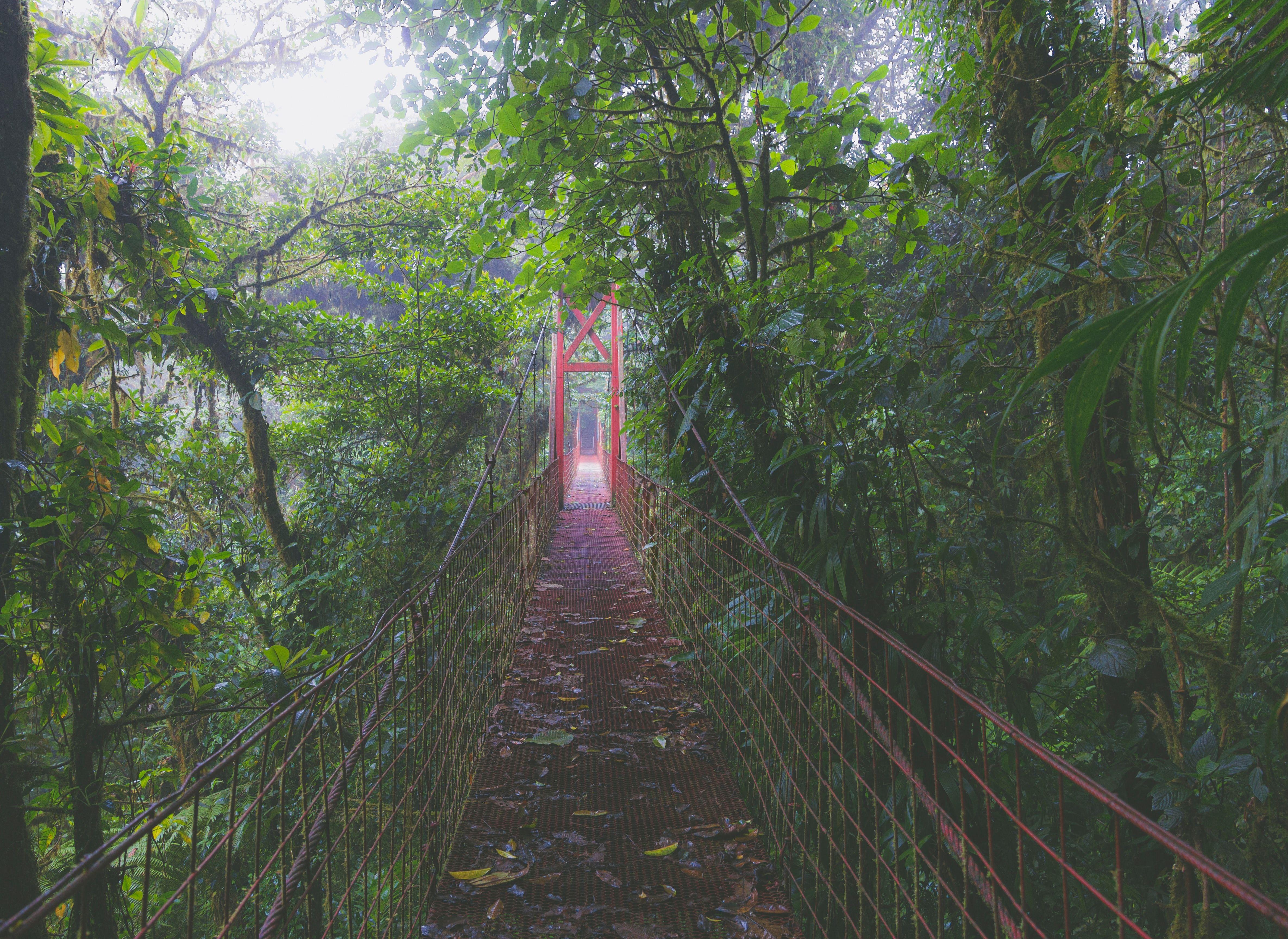 4742x3456 red bridge in the middle of the forest photo