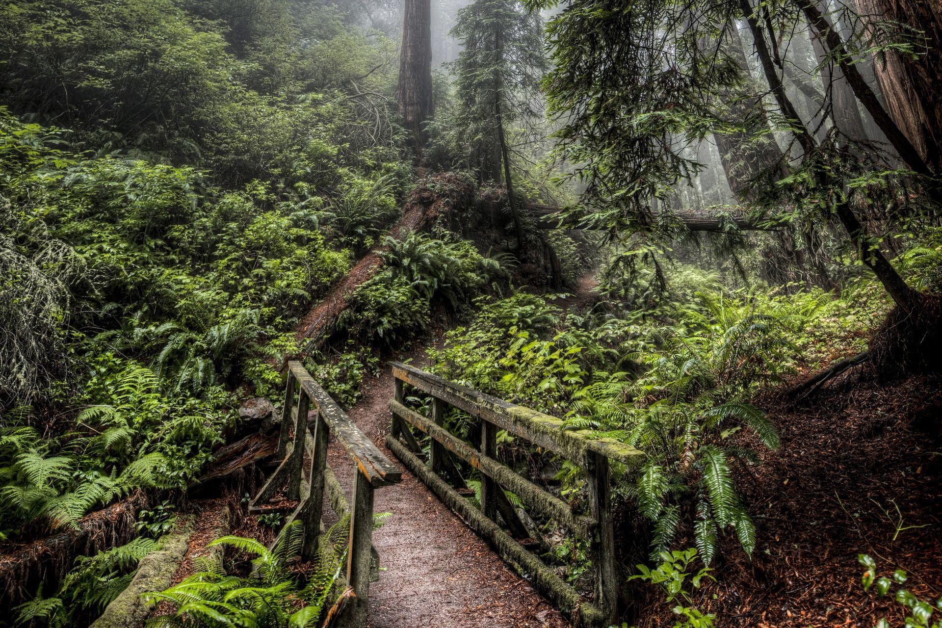 1920x1280 Nature landscapes trees forest plants fern architecture bridges hdr green jungle fog wallpaperx1280
