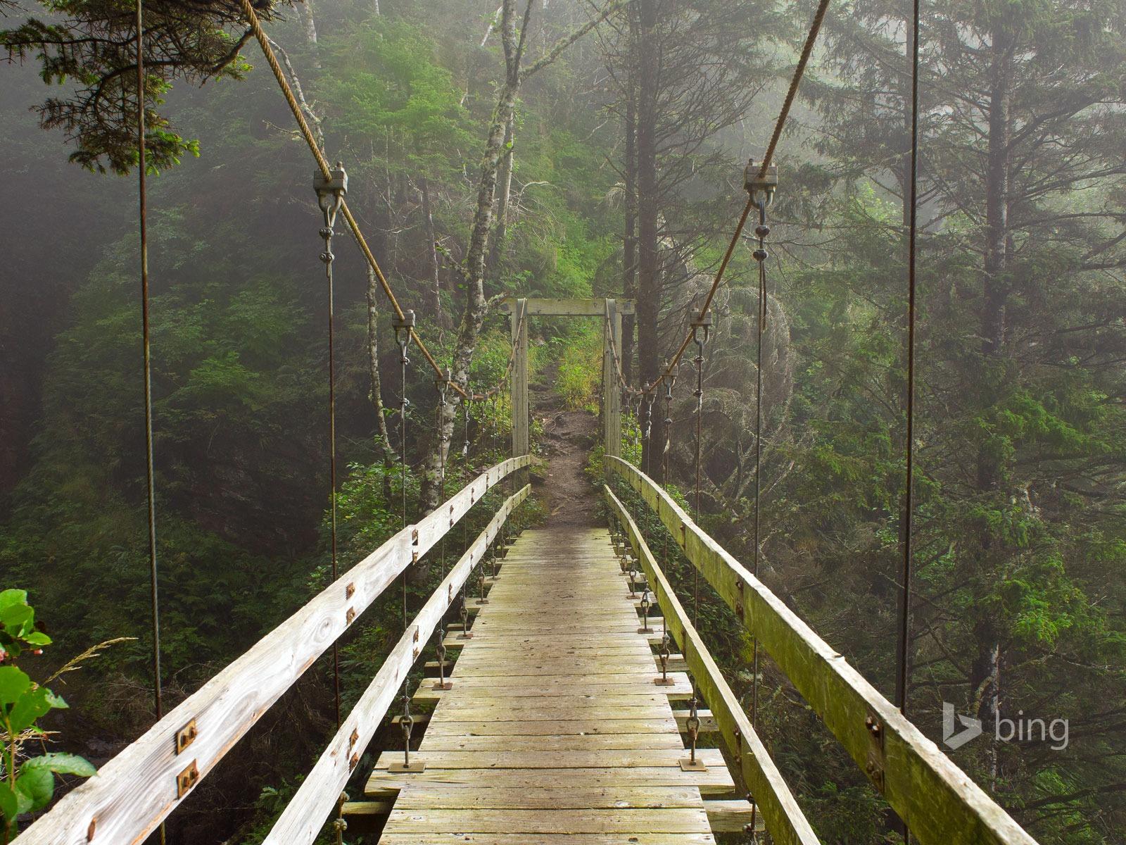 1600x1200 Jungle Bridge Bing Theme Wallpaper