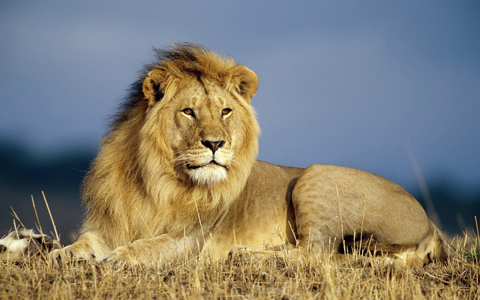 1600x1000 Beautiful Wallpaper Of A Big Lion Wallpaper For Pc