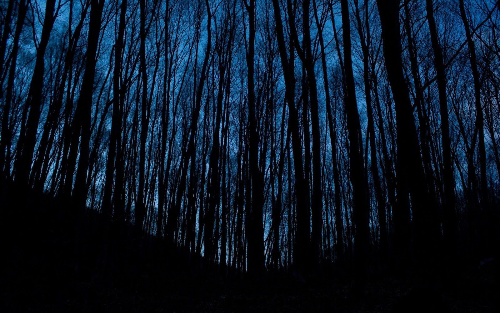 1600x1000 Dark Trees Widescreen HD Wallpaper Blue Aesthetic Background HD Wallpaper