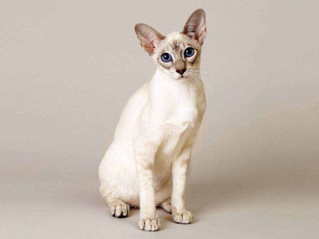 1024x768 Free wallpaper Singapura cat sitting. Singapura cat, Pets, Cats