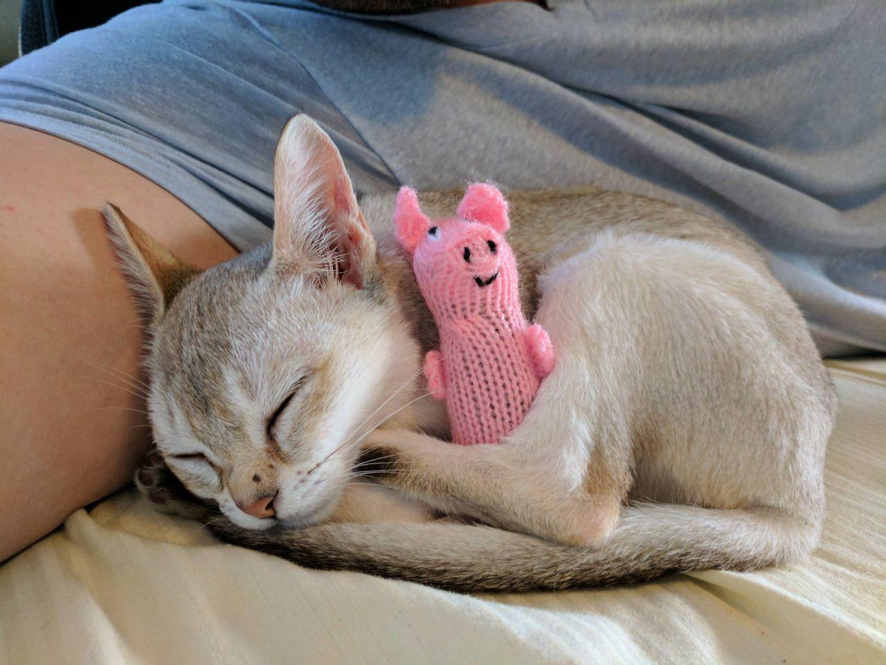 1280x960 Latest 21 Pretty Singapura Kittens HD Photo Cuty Cat Wallpaper