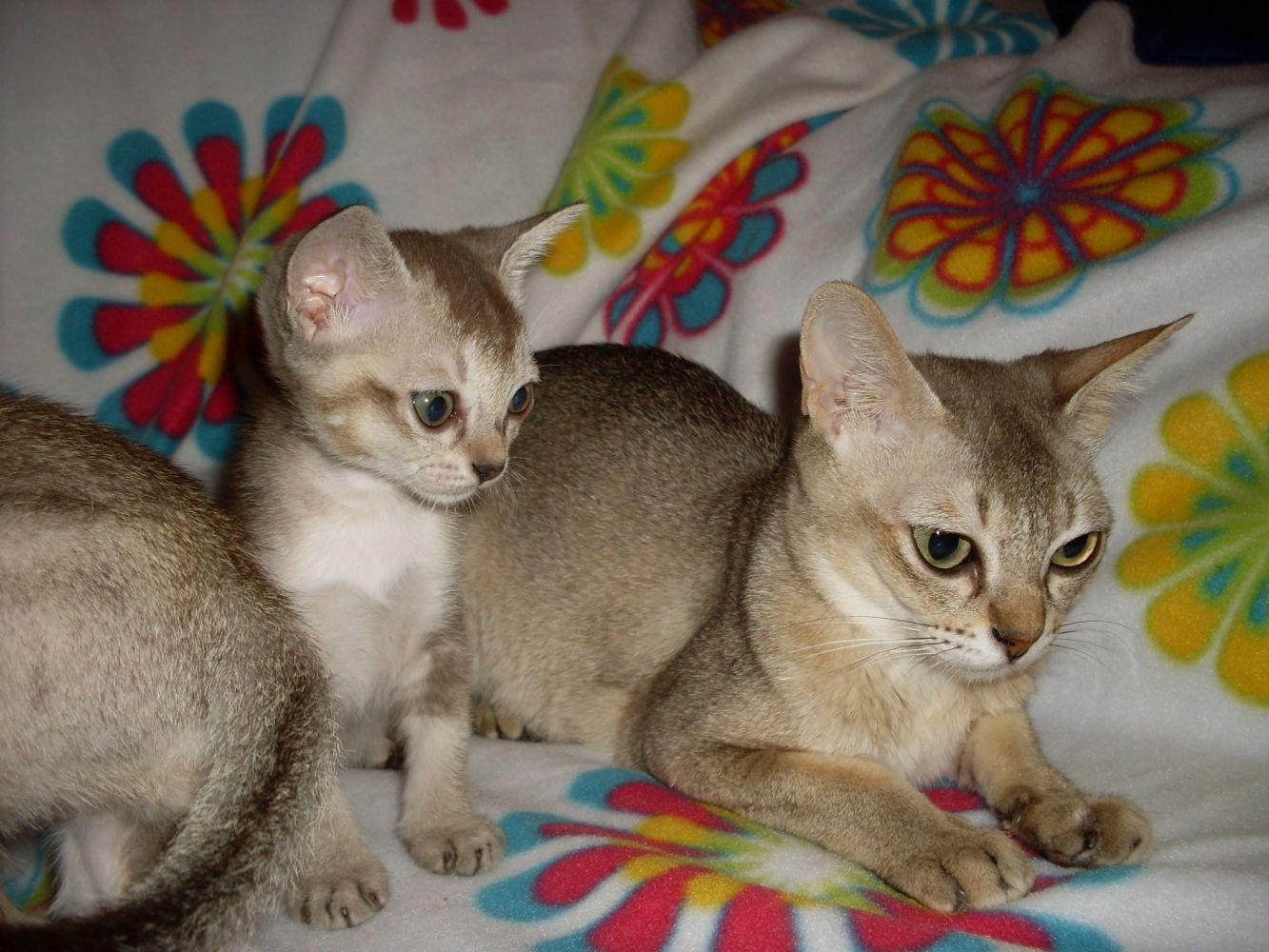 1333x1000 Latest 21 Pretty Singapura Kittens HD Photo Cuty Cat Wallpaper