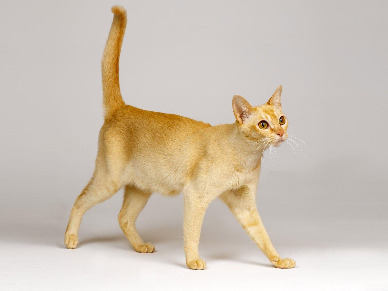 1600x1200 Singapura picture, information, training, grooming and kittens