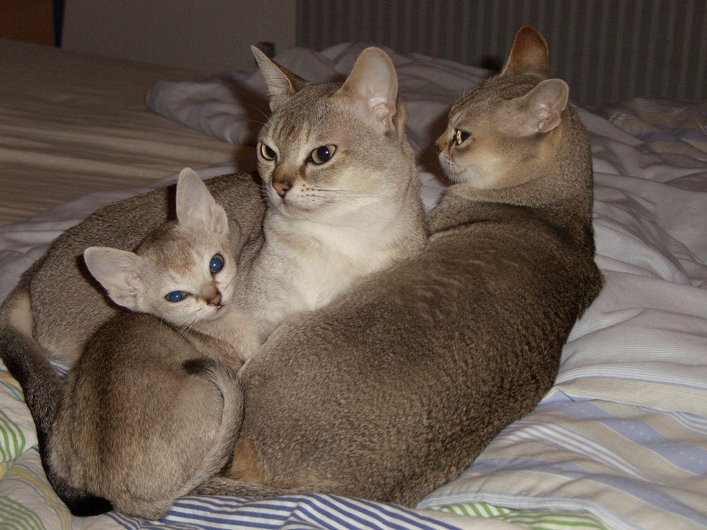 1024x768 Singapura Cat Breed Info, History, Personality, Kittens, Picture. Cat Breed Selector