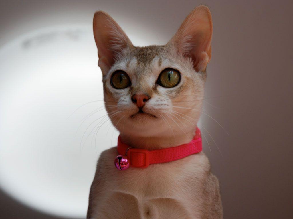 1024x768 pretty_singapura_cat_with_red_necklace. Cats, Singapura cat, Cat wallpaper