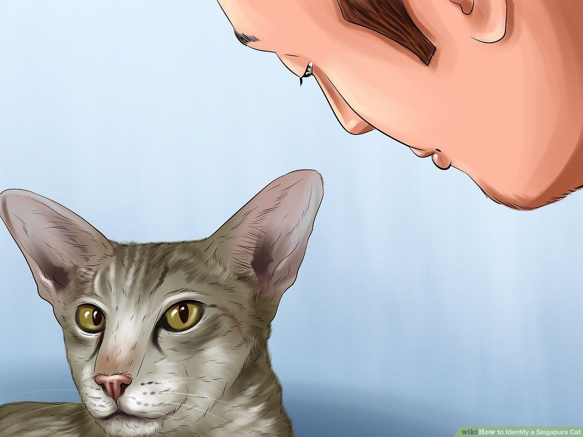 1200x900 How to Identify a Singapura Cat: 9 Steps (with Picture)