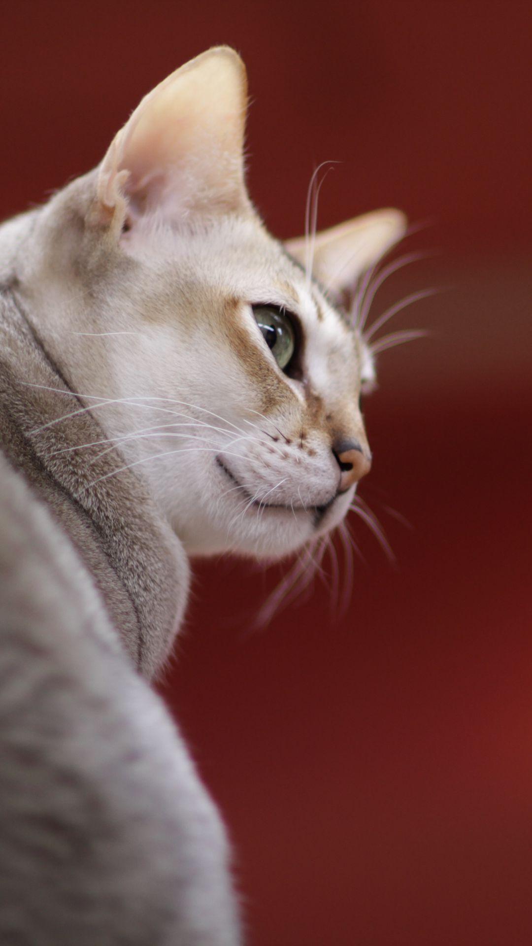 1080x1920 Download wallpaper 1080x1920 singapura cat, muzzle, color, breed samsung galaxy s s note, sony xperia z, z z z htc one, lenovo vibe HD background