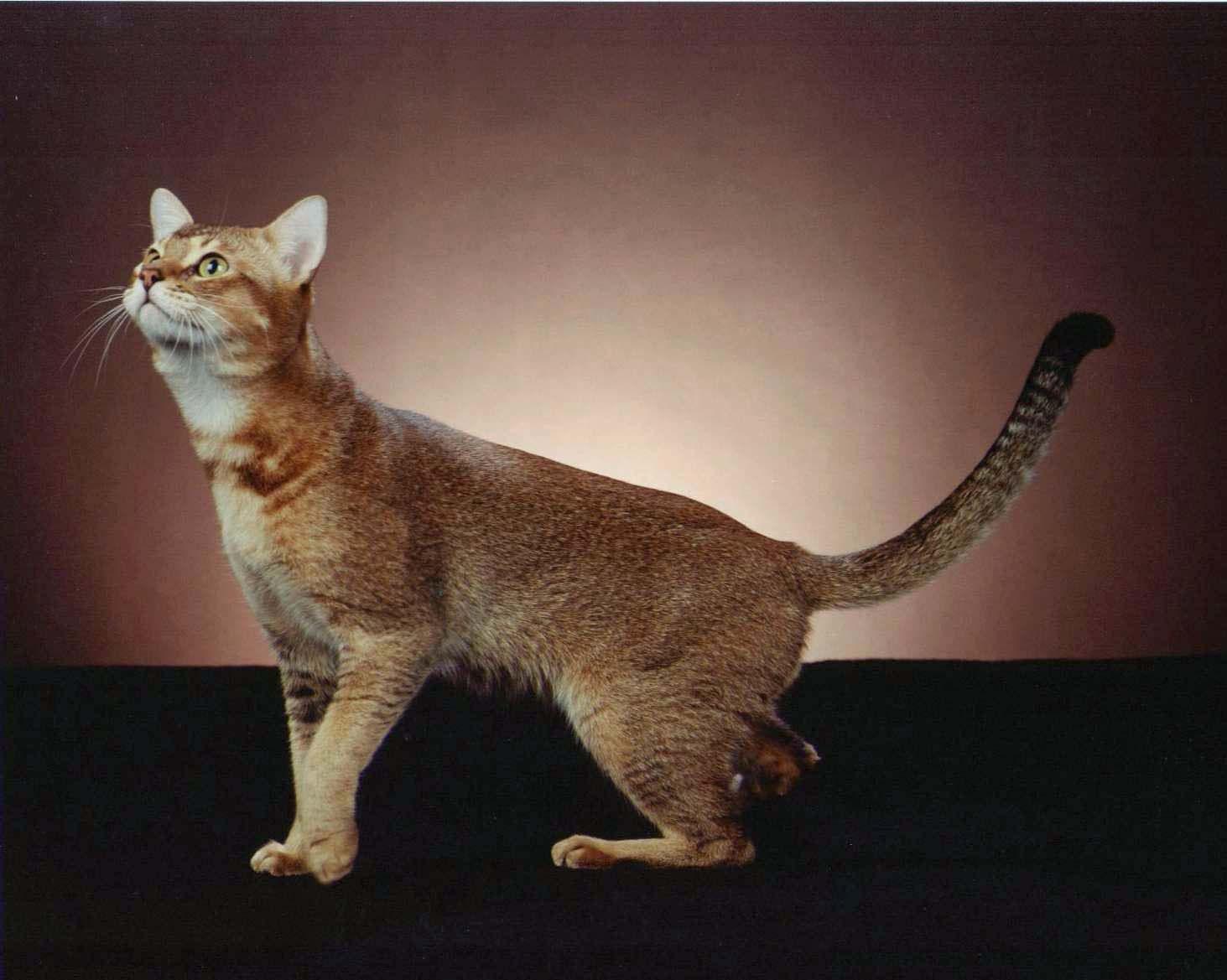 1463x1169 beautiful and unique cat breeds