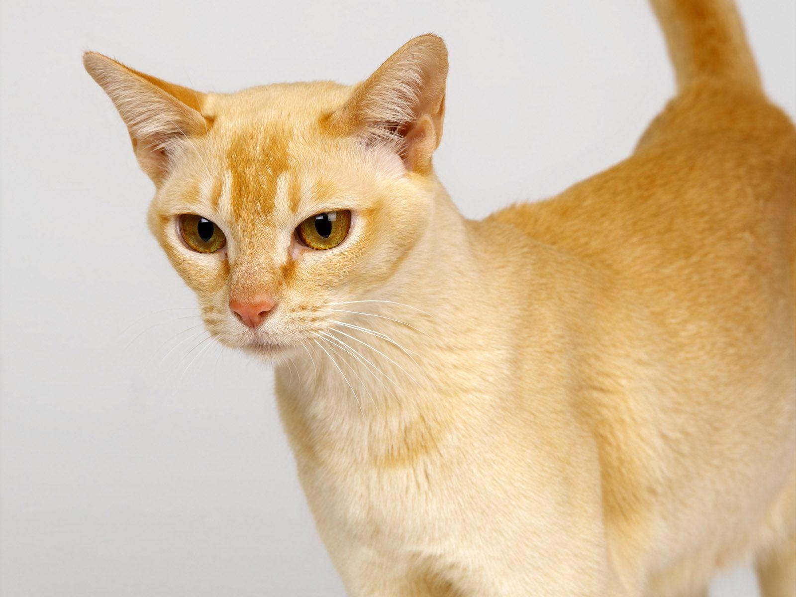 1600x1200 Picture Cats Animals White background