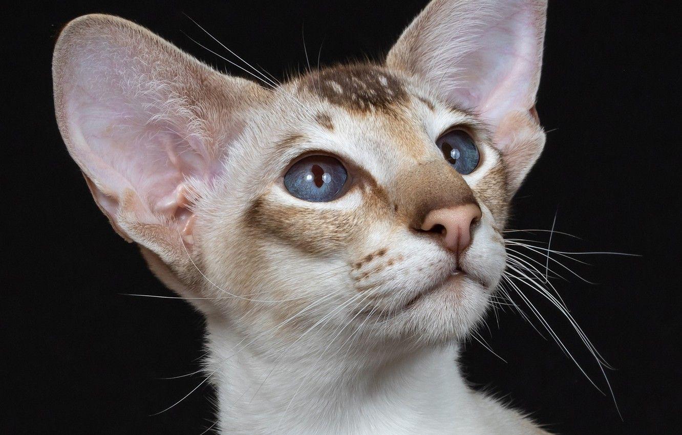 1332x850 Wallpaper portrait, muzzle, ears, blue eyes, the dark background, cat, Oriental cat image for desktop, section кошки