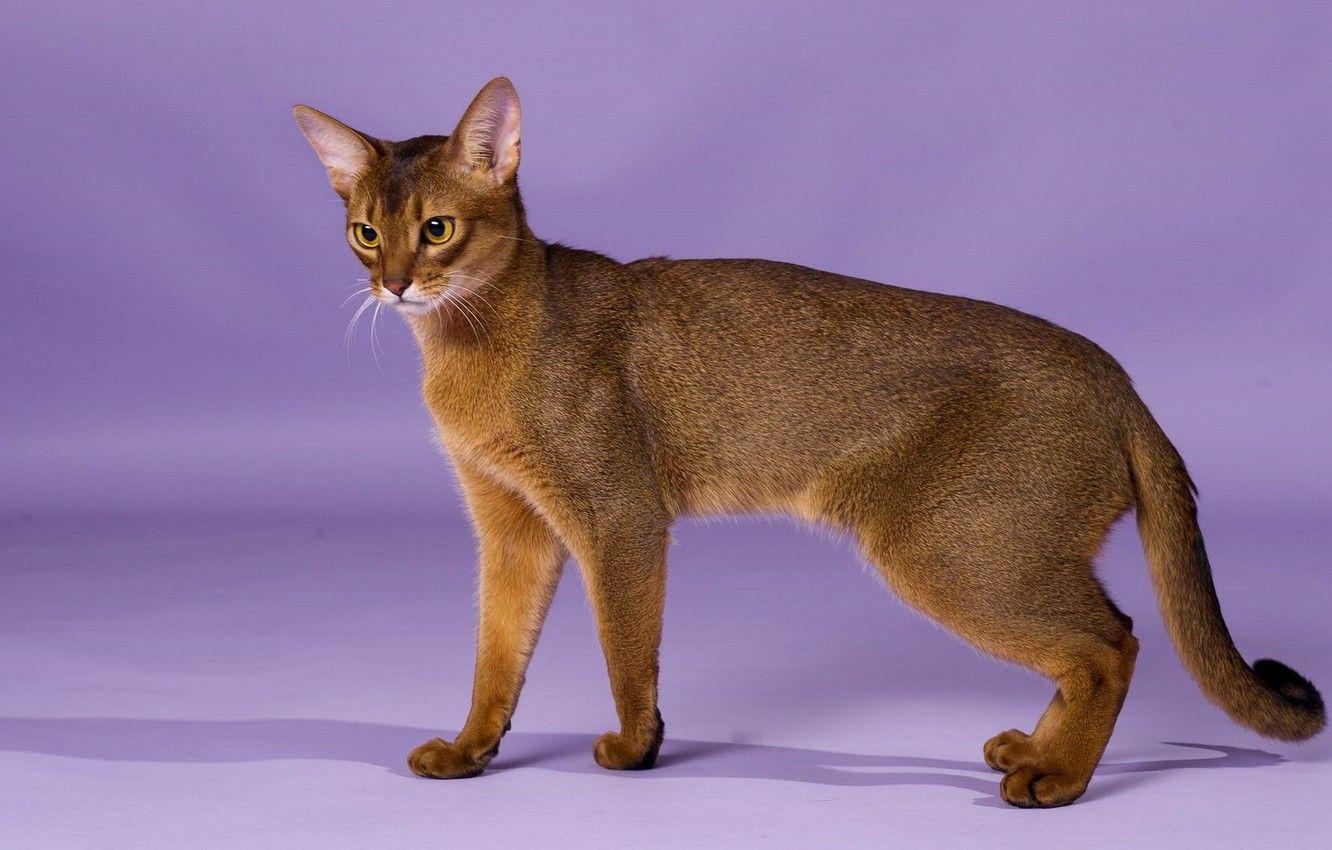 1332x850 Wallpaper grace, breed, Abyssinian cat image for desktop, section кошки