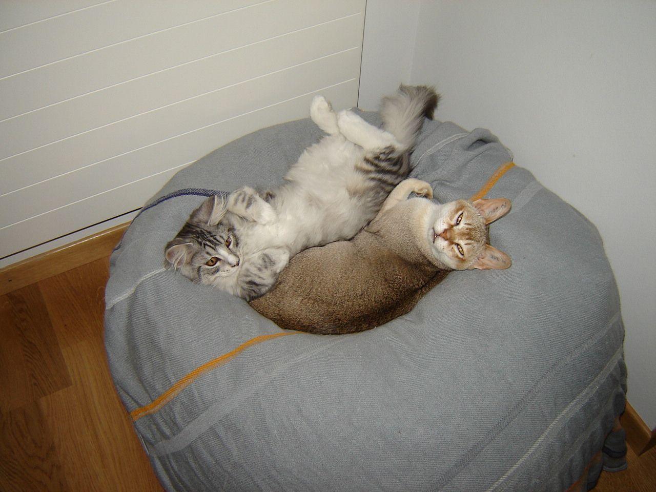 1280x960 Resting Singapura kittens photo and wallpaper. Beautiful Resting Singapura kittens picture