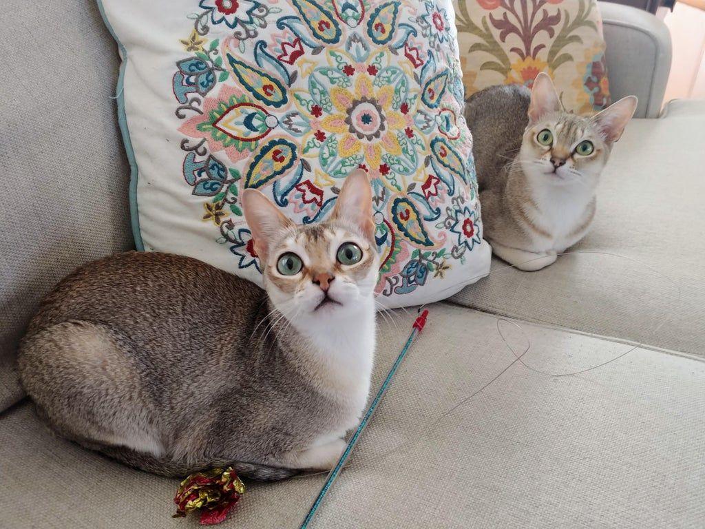 1024x768 Singapura #cats Punky And Peewee Awaiting Mr. Crunchie Ball To Move. #singapuracats #singapuras #cats #kitties #funnycats #cutepets #adorableanimals #animals #cuteanimals : U Cmcortez903