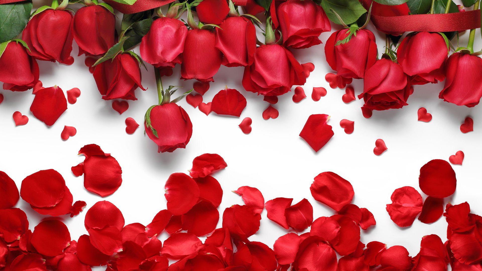 Update 70+ imagen rose petals background images 