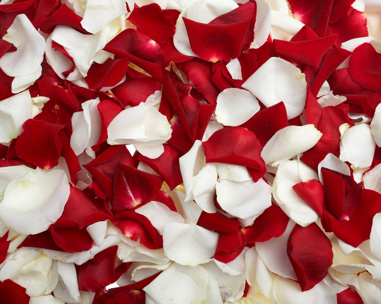 1280x1024 Free download Flowers Rose Petals Wallpaper HD Picture One HD Wallpaper [2560x1600] for your Desktop, Mobile & Tablet. Explore White Wallpaper with Pink Roses. White Wallpaper with Pink Roses