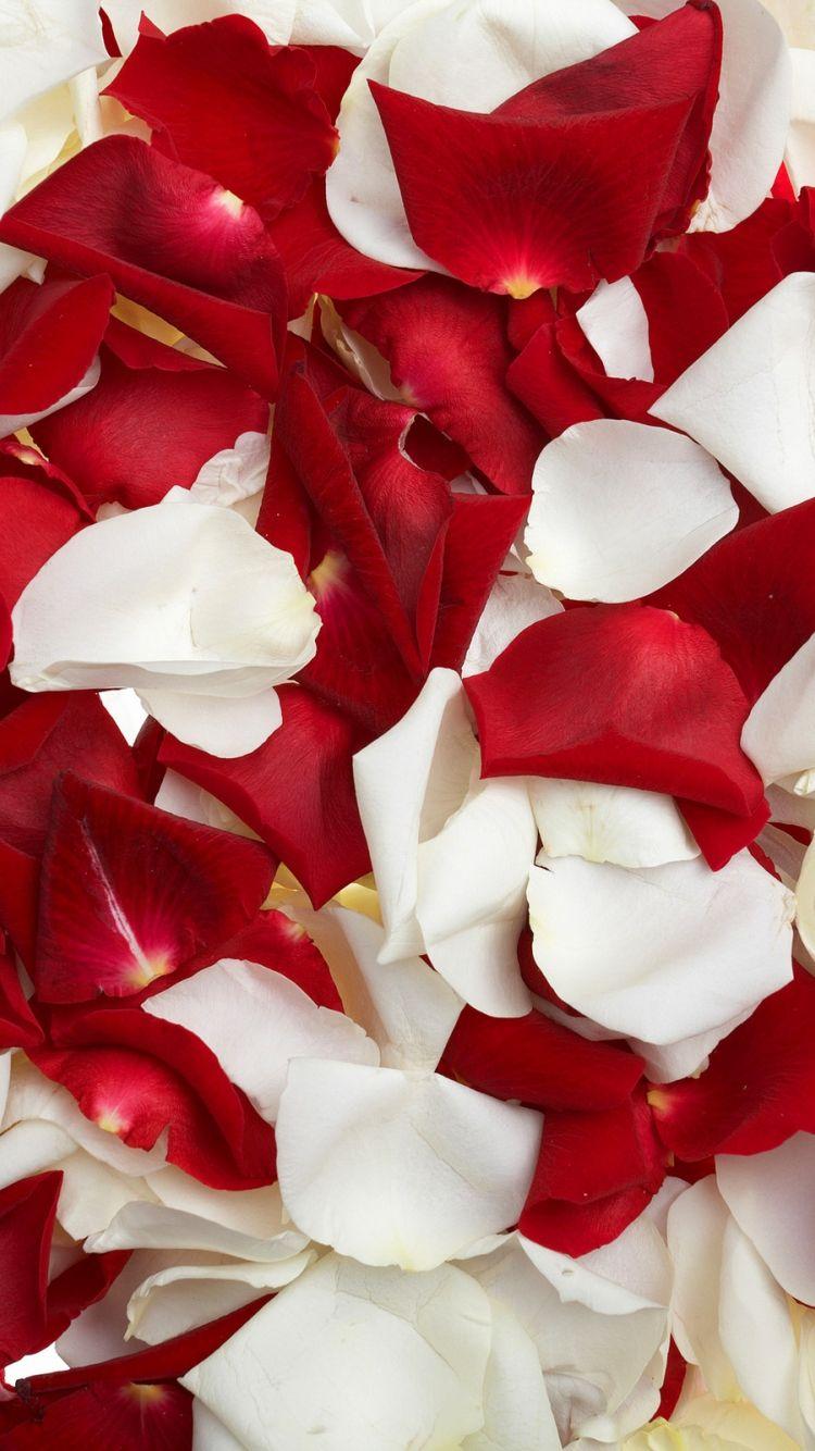 750x1334 Red And White Rose Petals Wallpaper Picture And White Rose Petals HD Wallpaper