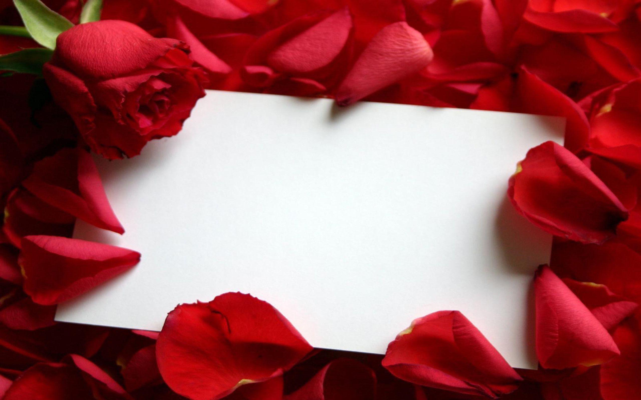 2560x1600 Rose Flower Petals Envelope HD Wallpaper 21907 :