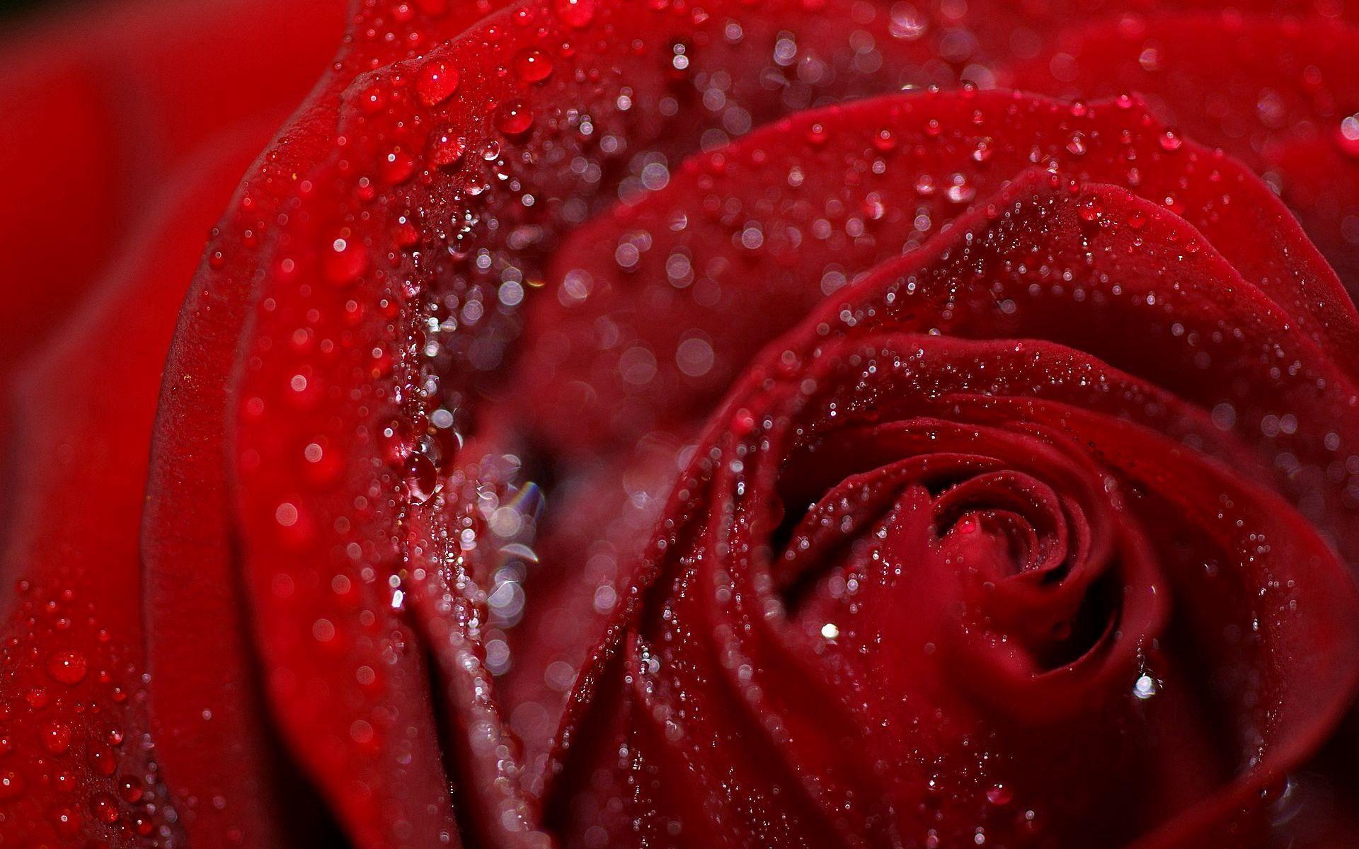 Rose Petals Wallpapers - Top Free Rose Petals Backgrounds - WallpaperAccess