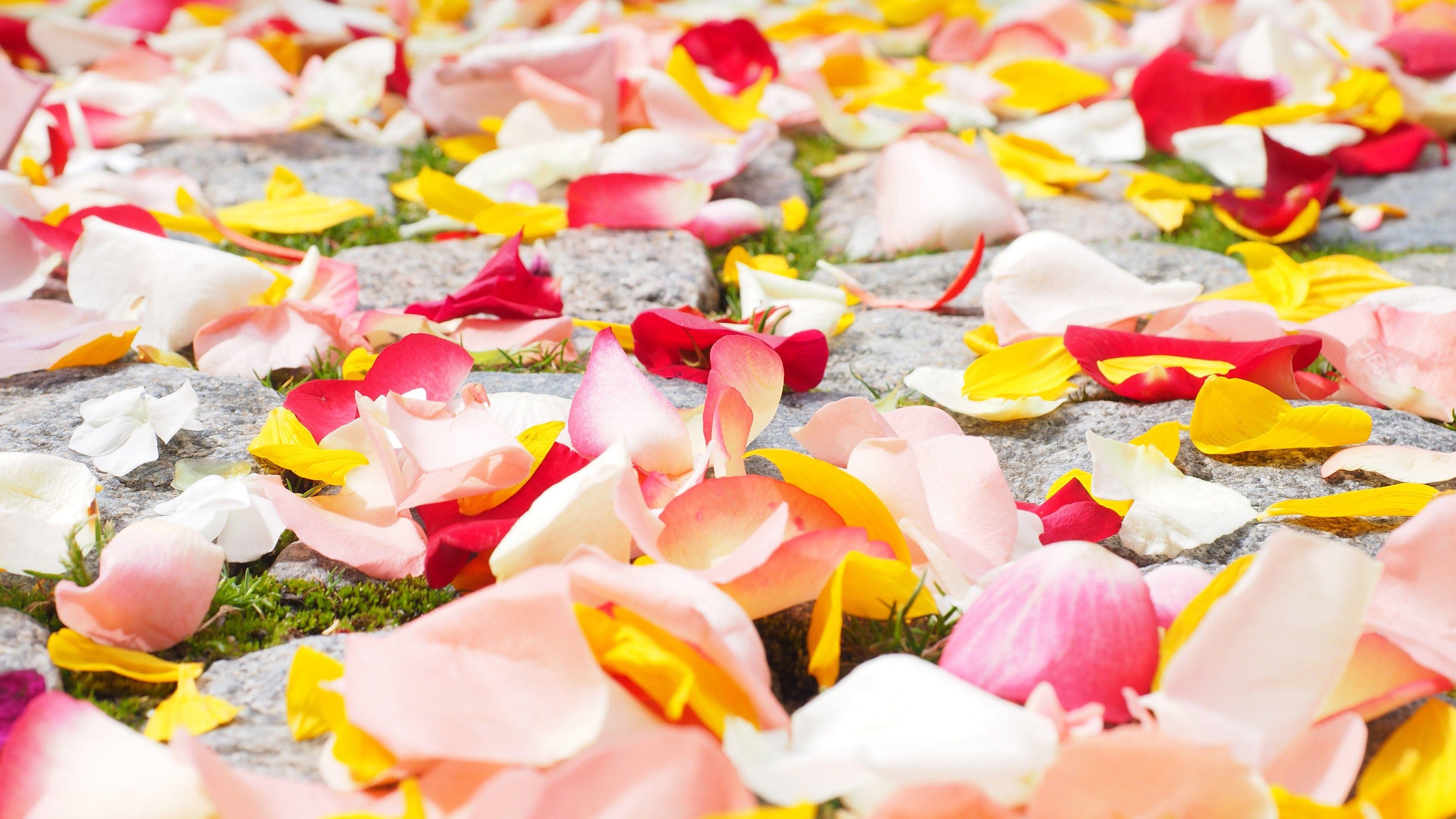 3840x2160 Rose Petals, HD Flowers, 4k Wallpaper, Image, Background, Photo and Picture
