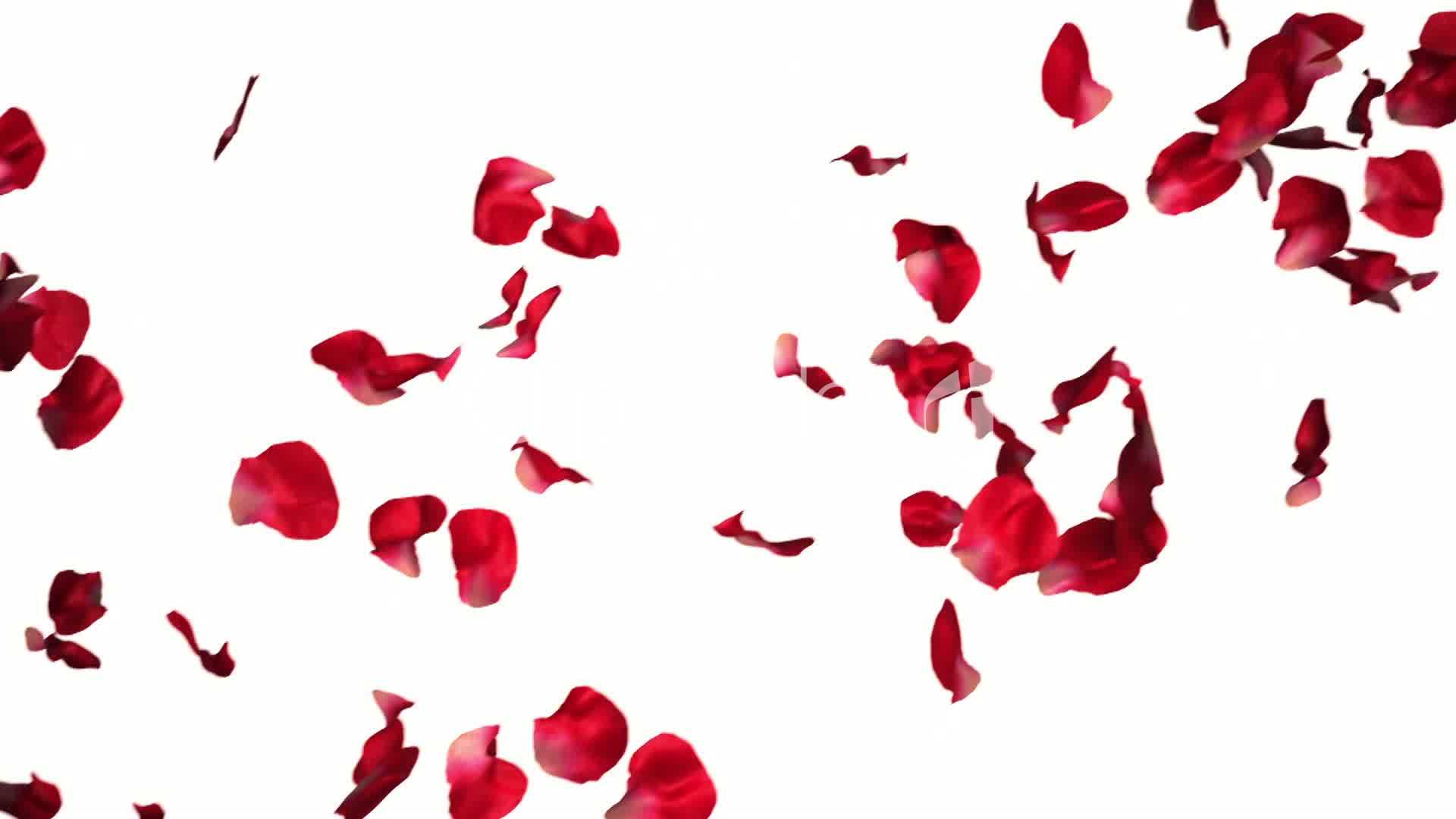 1920x1080 Rose Petals Transparent Background HD Wallpaper