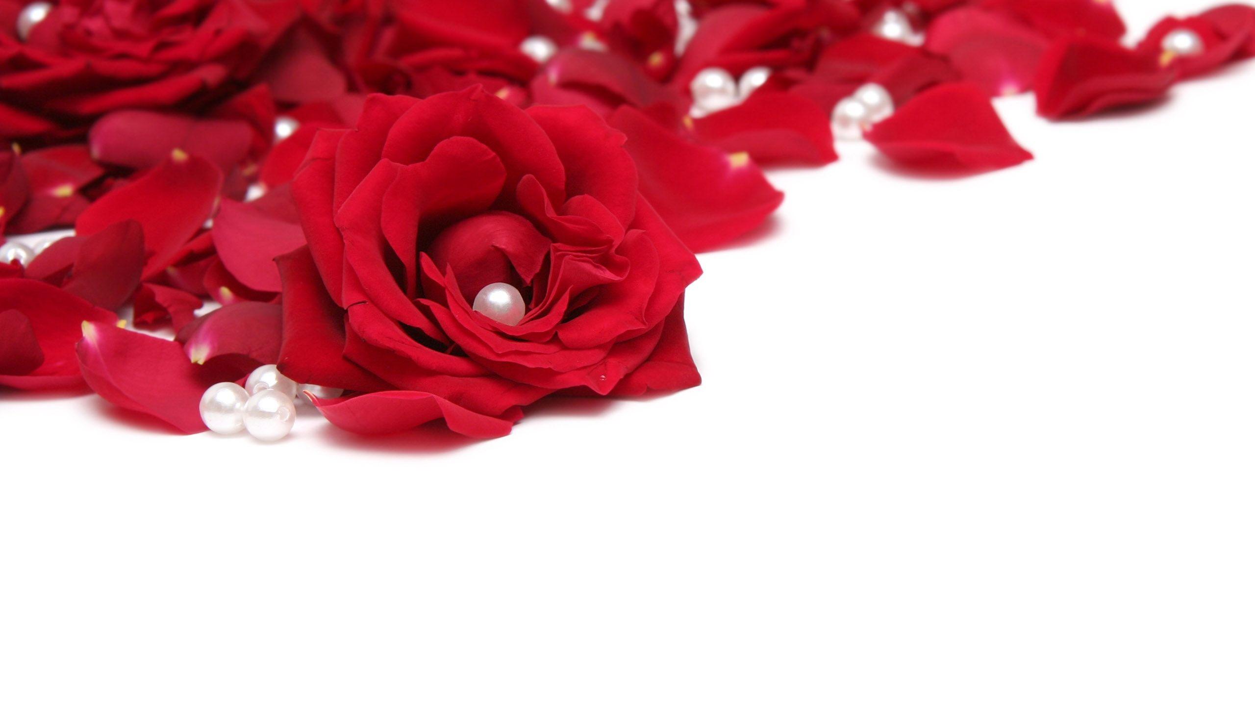 2560x1440 Download Flower Petals Wallpaper 2560x1440