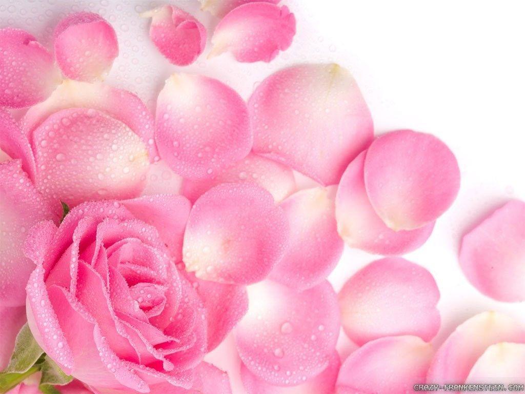 1024x768 Top Flower Rose Petals Pink Wallpaper Desktop Background