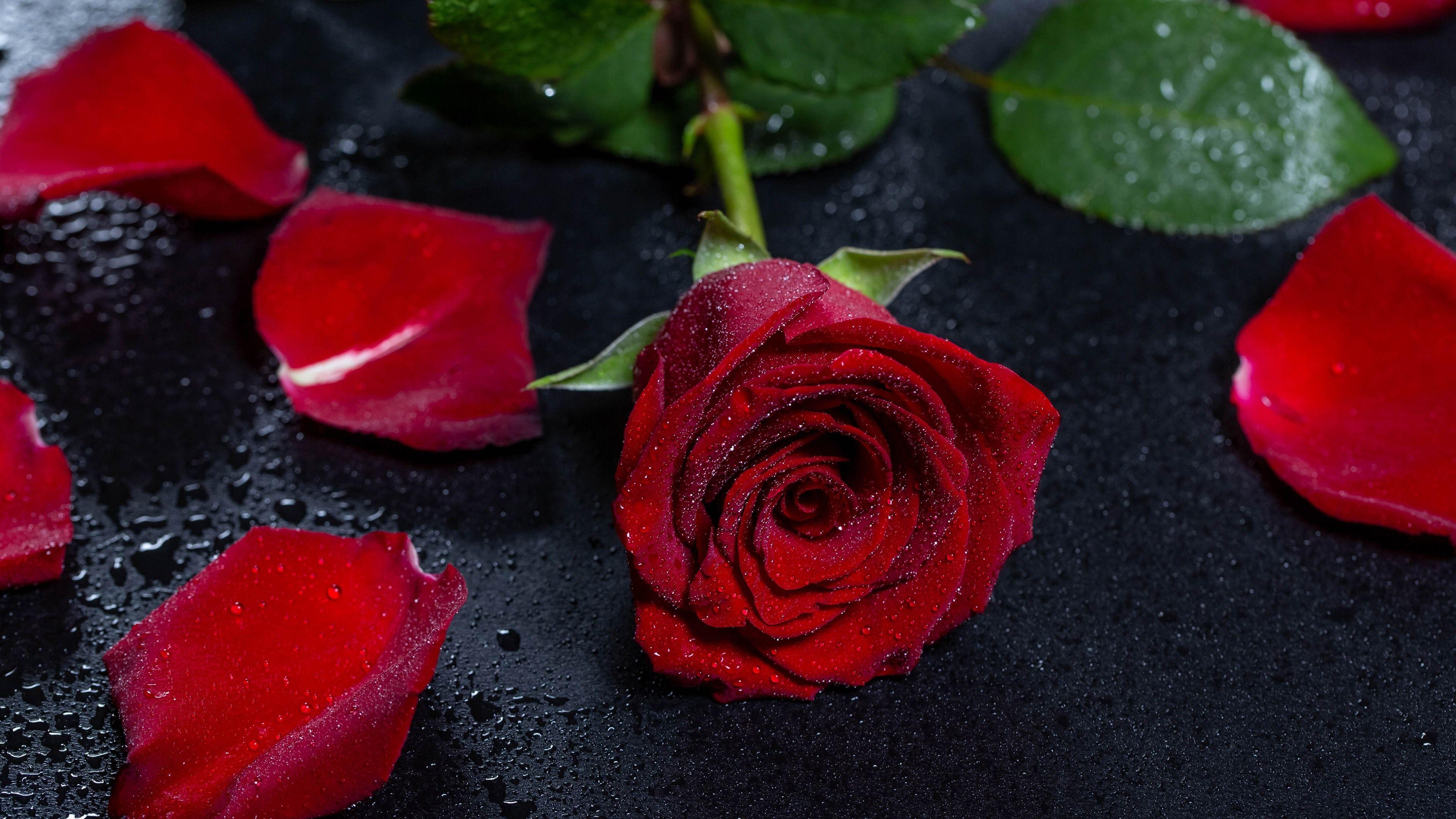 3840x2160 Burgundy Rose Petals Wallpaper 45577