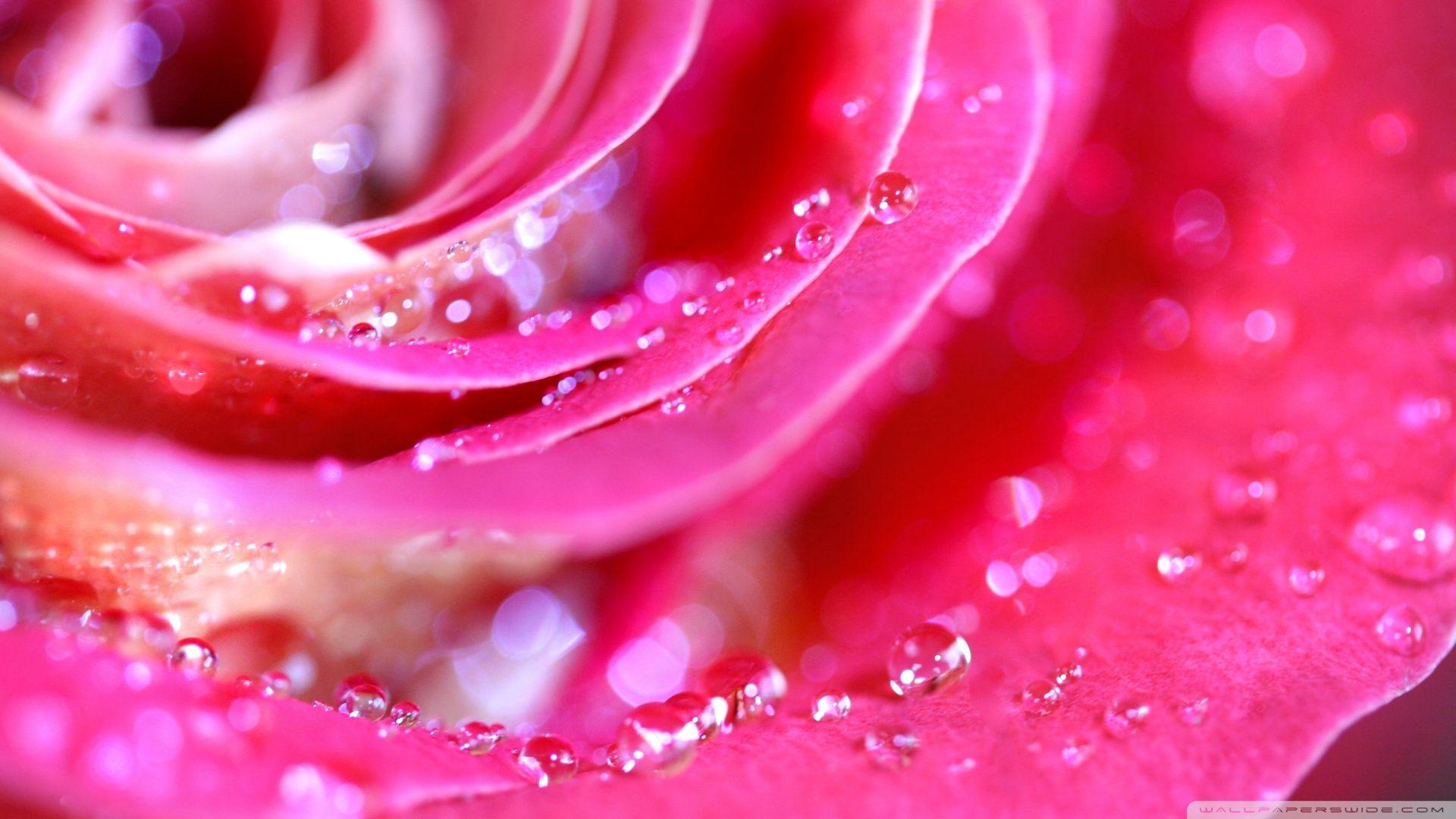 1920x1080 Download Rose Petals Macro 2 Wallpaper 1920x1080
