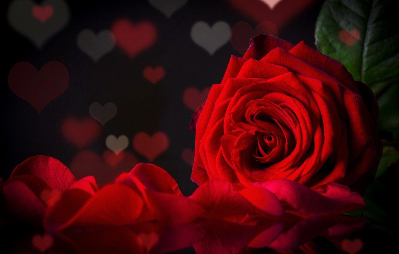 1332x850 Wallpaper light, heart, rose, petals, red, beautiful, beautiful, Roses, background, bokeh, gentle, lovely, Petals image for desktop, section цветы