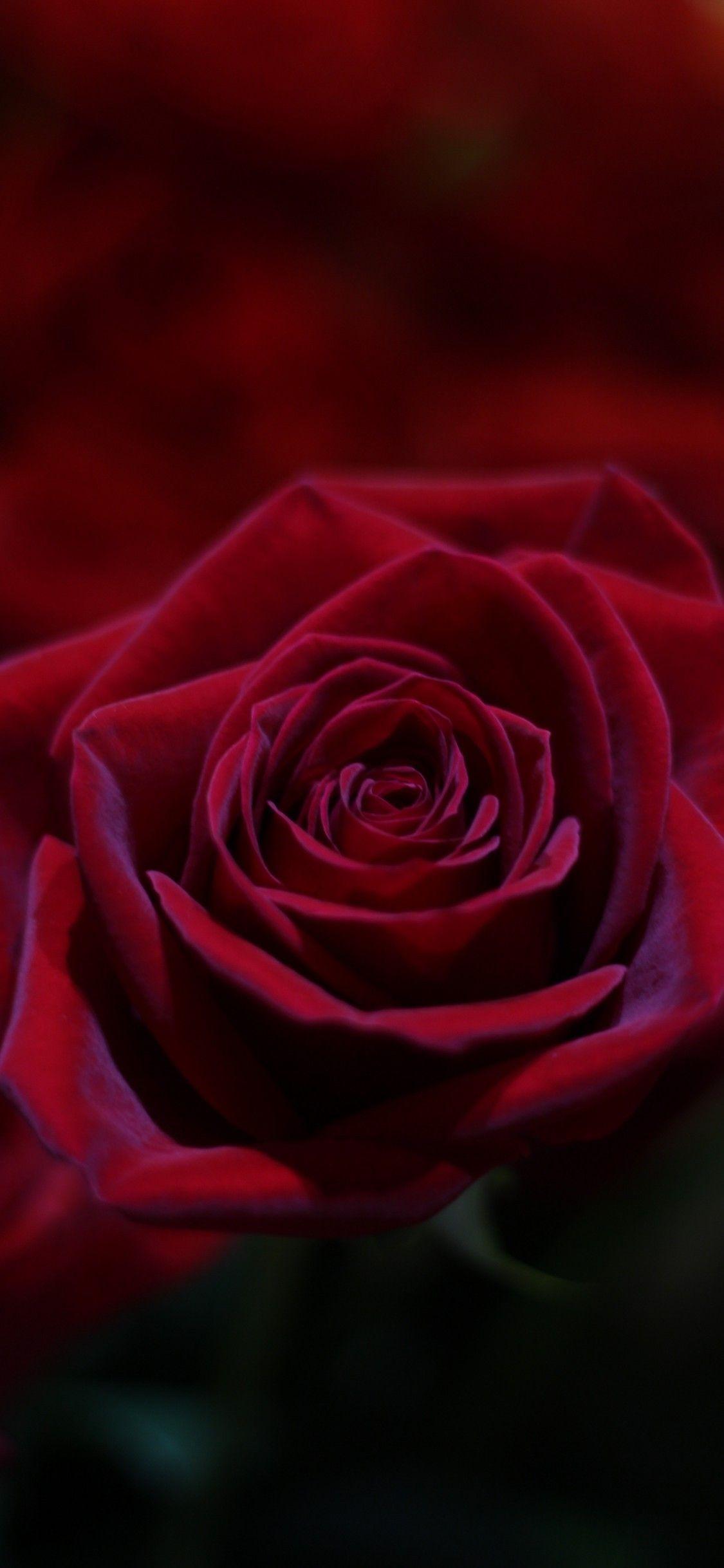 1125x2436 Download 1125x2436 Red Rose, Petals, Macro Wallpaper for iPhone 11 Pro & X