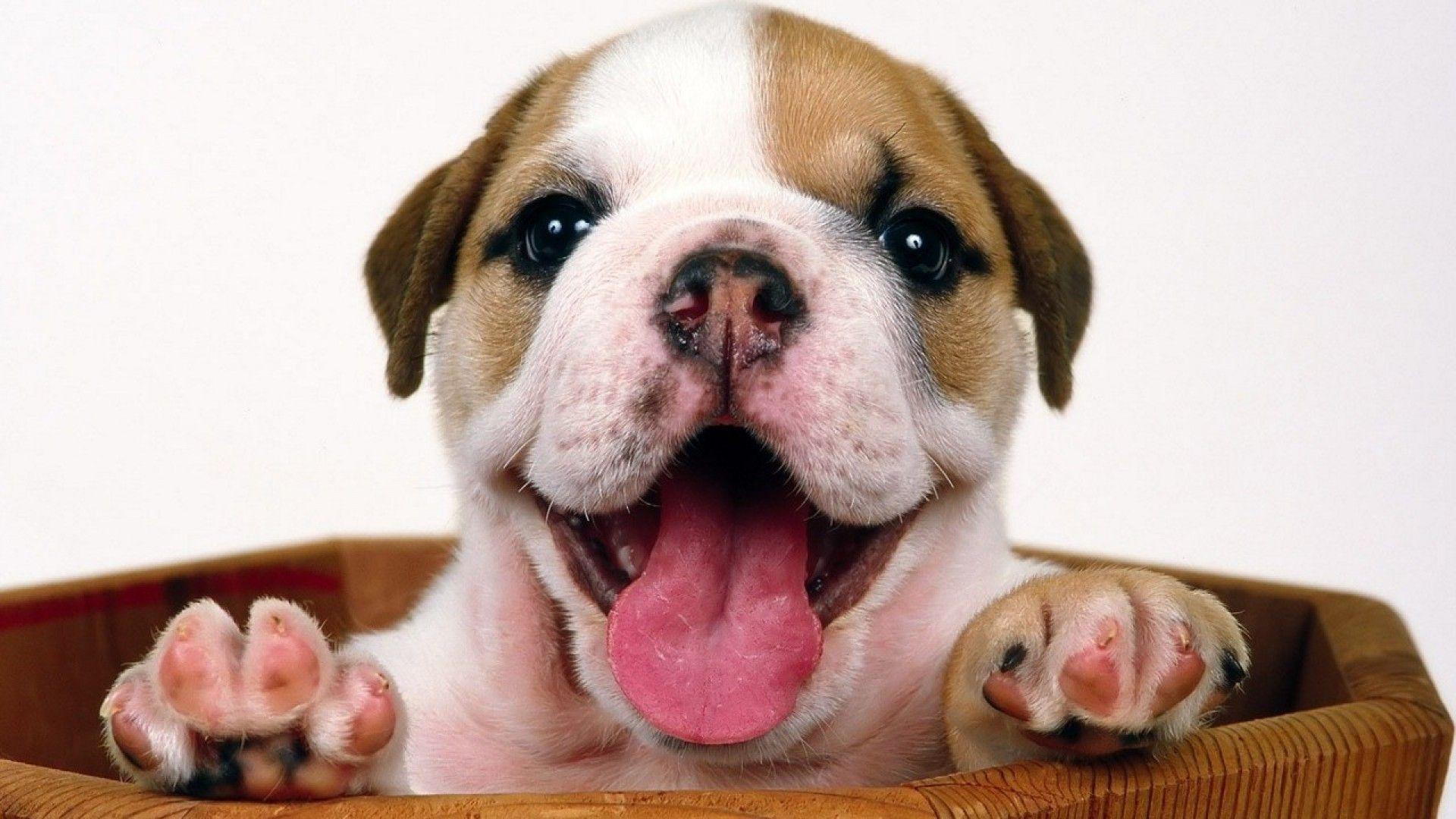 1920x1080 Bulldog Puppy