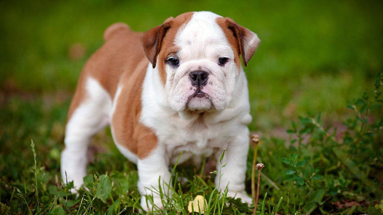 1250x702 Beautiful Bulldog Image Picture With Puppies Wallpaper