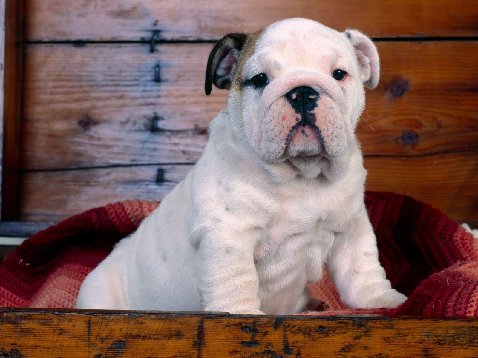 1600x1200 Petstyle Wallpaper: Bulldog Puppies Wallpaper